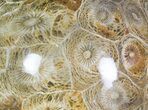 Polished Fossil Coral (Actinocyathus) - Morocco #72322-1